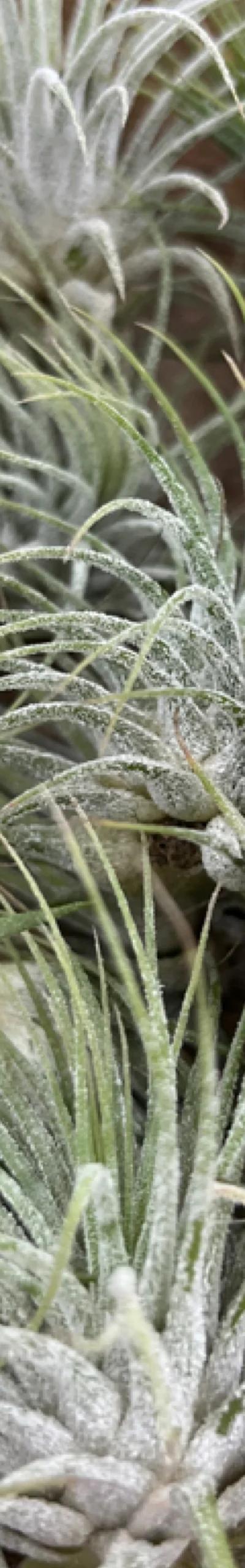 IonGuatemalaAirPlant