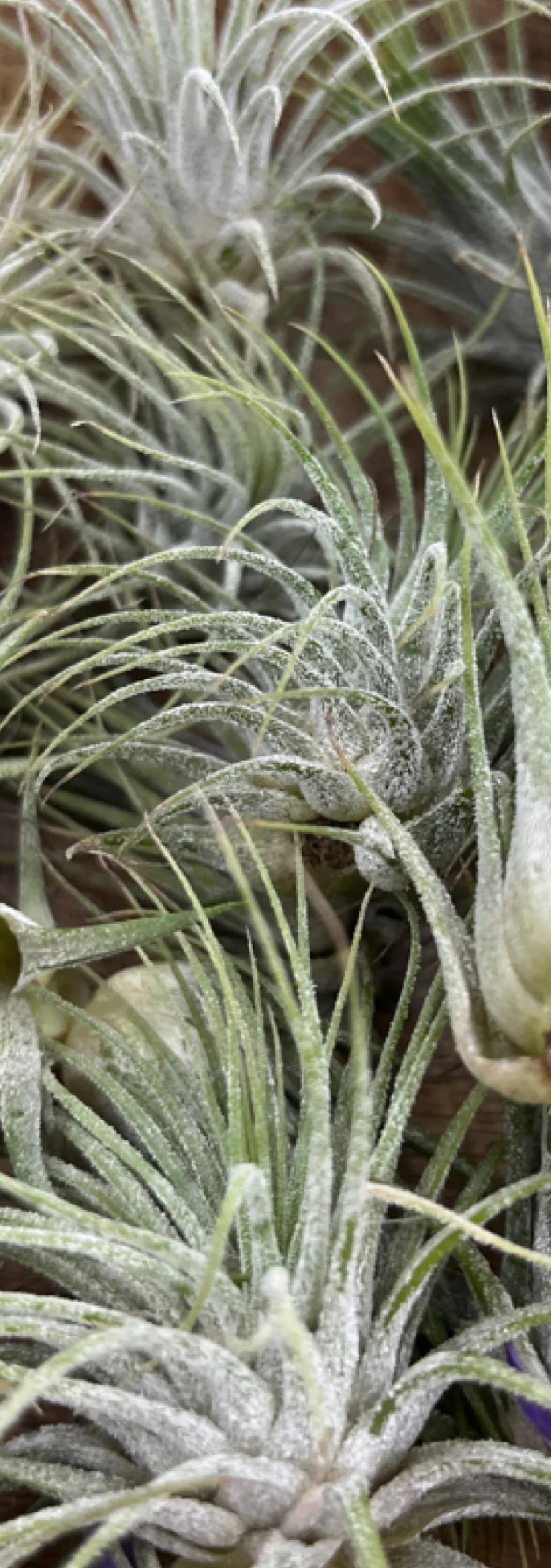 IonGuatemalaAirPlant