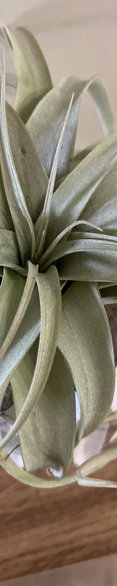 SmallXerographicaAirPlant