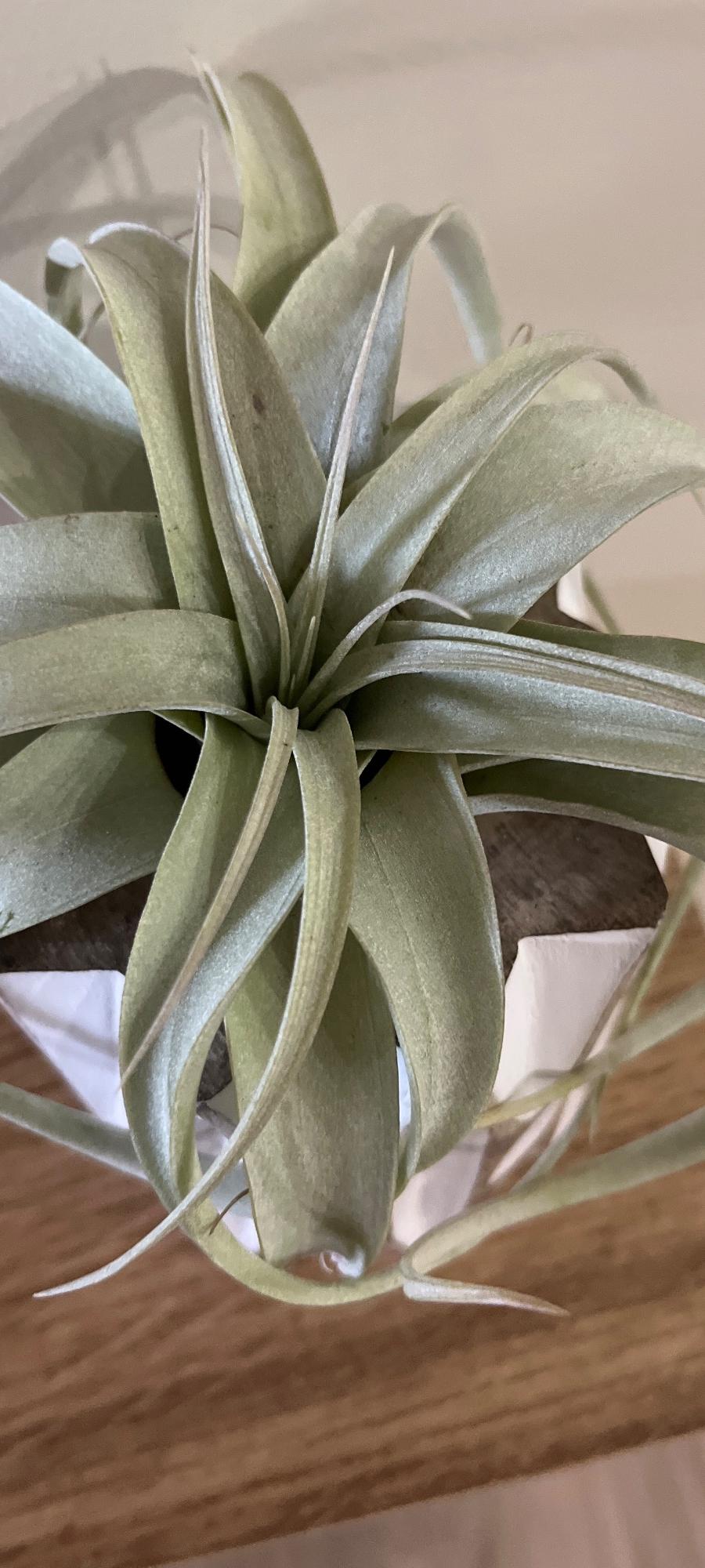 SmallXerographicaAirPlant