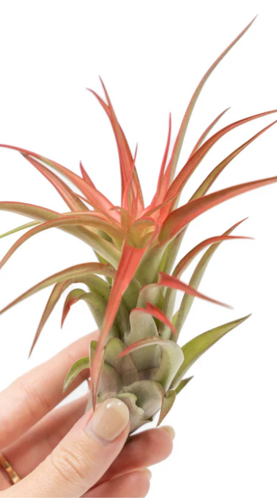 LargeRedAbditaAirPlant