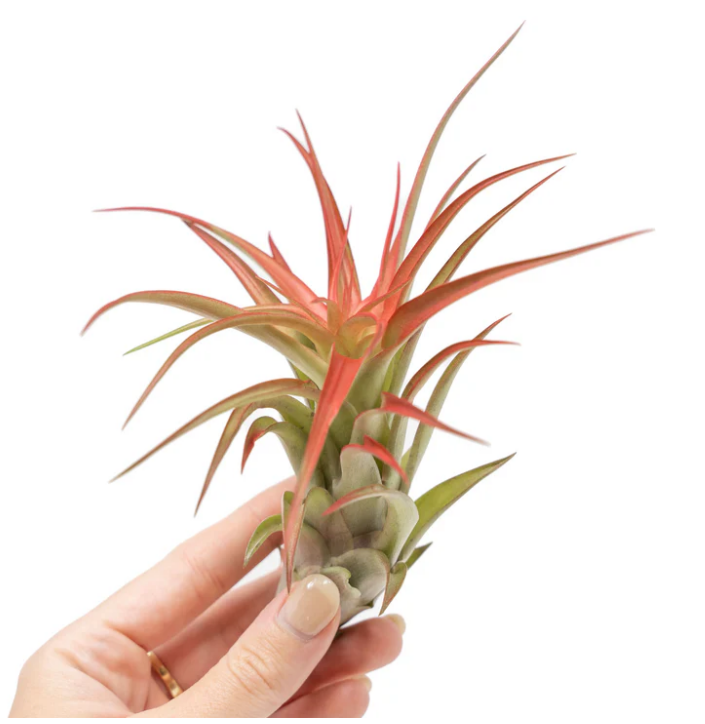 LargeRedAbditaAirPlant