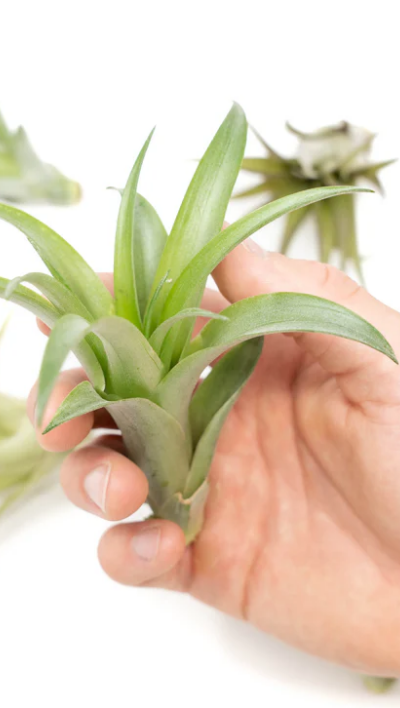 LargeGreenAbditaAirPlant