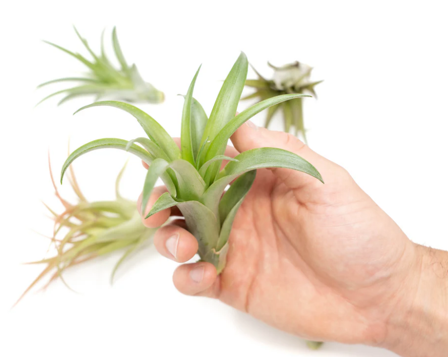 LargeGreenAbditaAirPlant